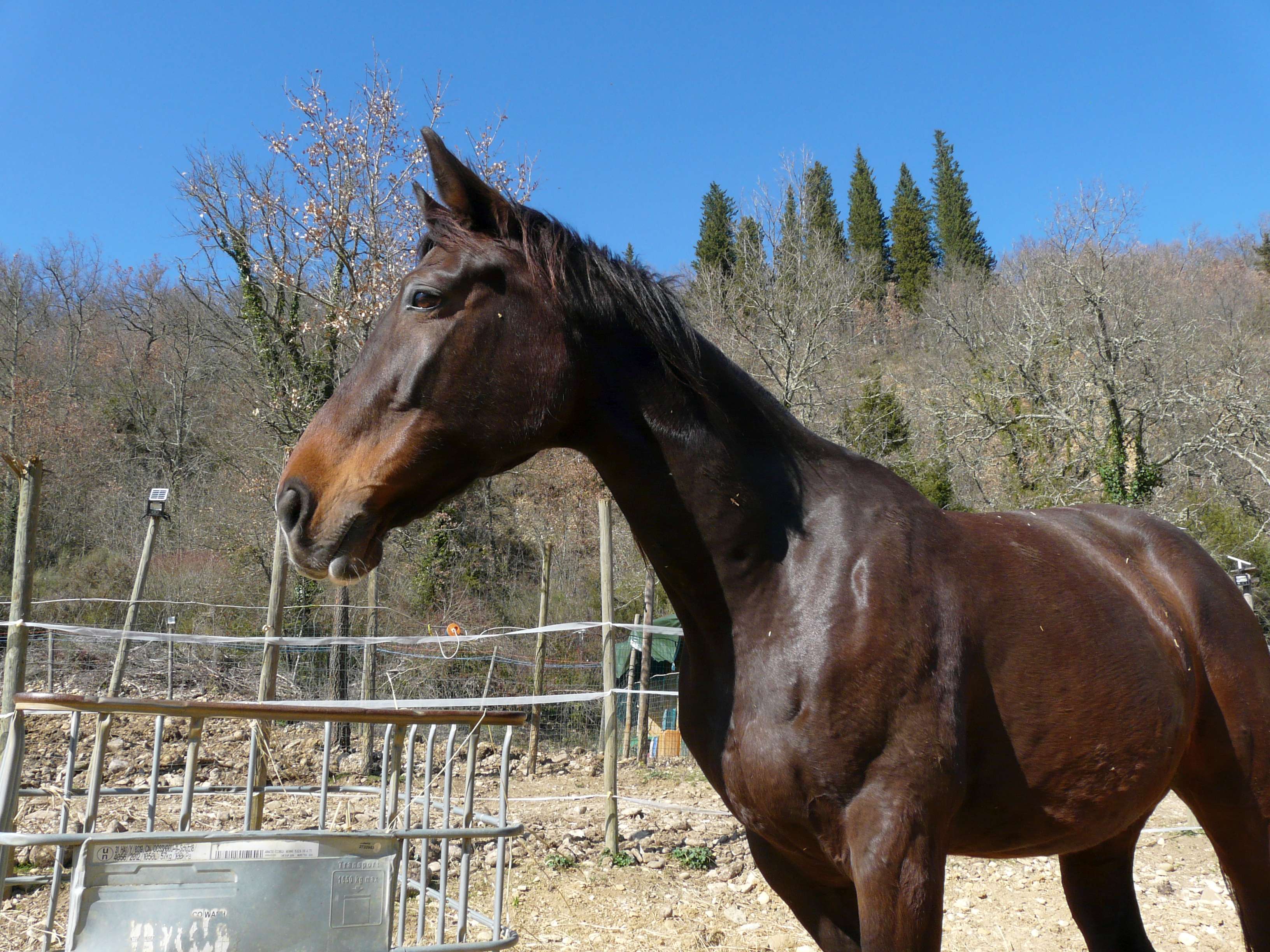 Butterfly Z, la mia prima cavalla da salto. Ha un carattere molto dolce.